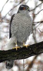 A Northern GoshawkThe critter at the heart of this tale.